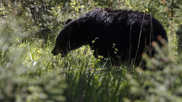 Un ours noir dans le parc national de Yellowstone, dans le Wyoming (Etats-Unis), état voisin du Colorado, le 18 juin 2013.