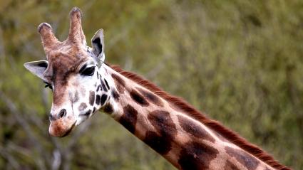 Une girafe dans le zoo d\'Amnéville (Moselle), le 16 avril 2018.